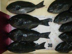 水温高い勝浦でグレとウミタナゴの釣果