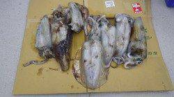 ヤエンでアオリ7ハイ☆今年初釣行で十分楽しめた！