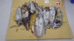 ヤエンでアオリ7ハイ☆今年初釣行で十分楽し…