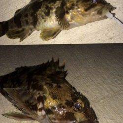 樽井漁港の沖向きテトラで最近ハマってるガシリングしました!