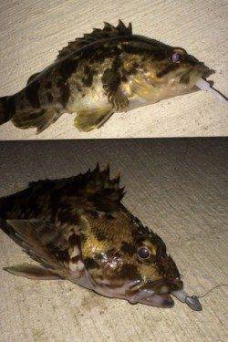 樽井漁港の沖向きテトラで最近ハマってるガシリングしました!