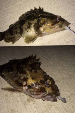 樽井漁港の沖向きテトラで最近ハマってるガシ…