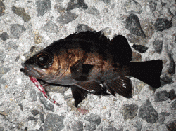 ボトムでチョンチョン＆フォールでメバルゲット