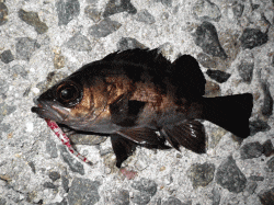 ボトムでチョンチョン＆フォールでメバルゲッ…