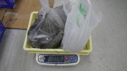 アオリイカ・ヤリイカ・ケンサキイカの釣果