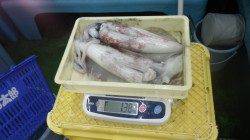 安指の地磯でアジの泳がせ　アジ全部にアタリ有り！