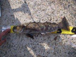 岩屋でアジング、ポン級アイナメもヒット！