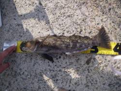 岩屋でアジング、ポン級アイナメもヒット！