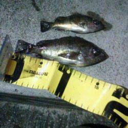 垂水漁港で一時間だけメバリング