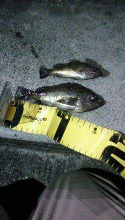 垂水漁港で一時間だけメバリング