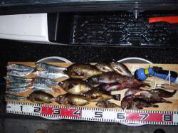 炬口　新春初釣りはメバリング　大満足の釣果…