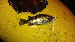 敦賀港でのメバル・セイゴの釣果