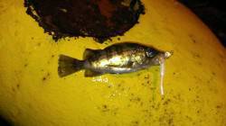 敦賀港でのメバル・セイゴの釣果