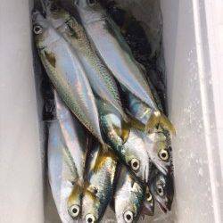 兵庫突堤でサバ25㎝20匹、午前中に時合あり！