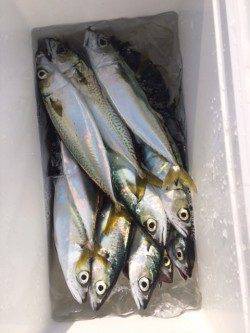 兵庫突堤でサバ25㎝20匹、午前中に時合あり！