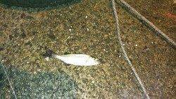 敦賀港でのメバル・セイゴの釣果