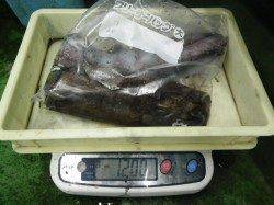 白浜町見草　エギングでのアオリイカ釣果