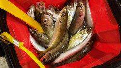 みなべ堺のサビキ釣りで連日アジゲットです