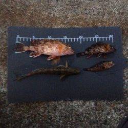 新浜漁港　ちょい投げ＆ガシリング釣行でガシラ4尾
