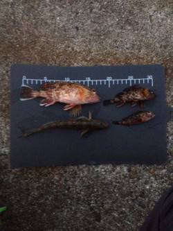 新浜漁港　ちょい投げ＆ガシリング釣行でガシ…