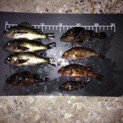 岩屋でガシラ&メバルをキャッチ、アジングはアタリなし