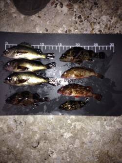 岩屋でガシラ&メバルをキャッチ、ア…