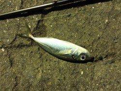 田ノ浦漁港でアジング、ヒットしたのはすべて表層