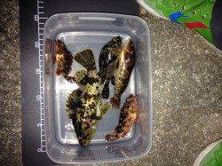 新浜漁港でのガシリング釣果