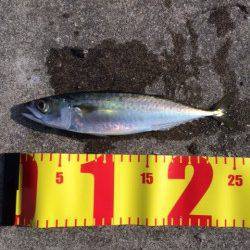 兵庫突堤でサバ25㎝20匹、午前中に時合あり！