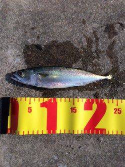 兵庫突堤でサバ25㎝20匹、午前中に時合あり！