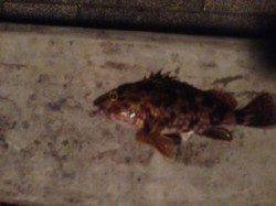 アジの姿見えず・・・ガシラをキャッチ&リリースして帰路に