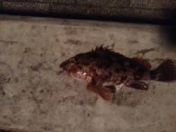 アジの姿見えず・・・ガシラをキャッチ&am…