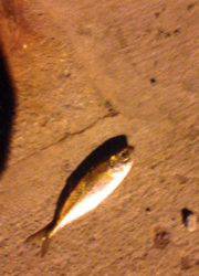 和歌浦雑賀崎を中心にランガン、アジング釣行