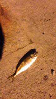 和歌浦雑賀崎を中心にランガン、アジング釣行…