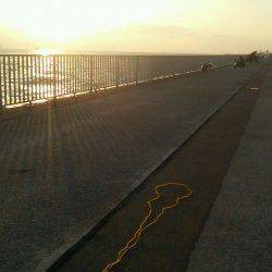 大蔵海岸のエビ撒き釣りでガシラ18匹