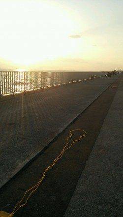 大蔵海岸のエビ撒き釣りでガシラ18匹