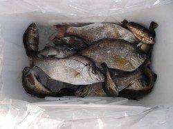 本荘人工島、ウミタナゴが20cm位のサイズが上がり楽しめました