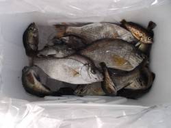 本荘人工島、ウミタナゴが20cm位のサイズ…