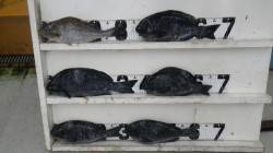 すさみの地磯でカゴ釣り　グレ・イサギ