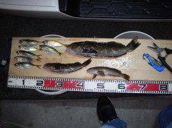 岩屋でアジング、ポン級アイナメもヒット！