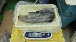 志原磯でエギング、最後にドラマが待ってました！