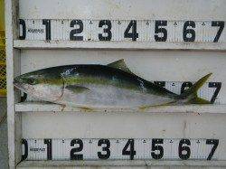 日置漁港　ルアーでメジロ69.5cm！