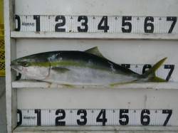 日置漁港　ルアーでメジロ69.5cm！