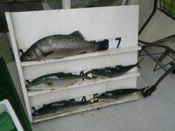 椿の地磯でルアーゲーム　ヒラスズキにツバス