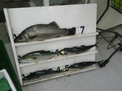 椿の地磯でルアーゲーム　ヒラスズキにツバス…