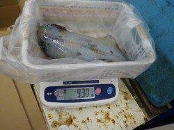 大島でアオリイカ・ヤリイカ～エギング釣果