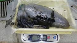 伊古木での泳がせ釣りで1370ｇのアオリイ…