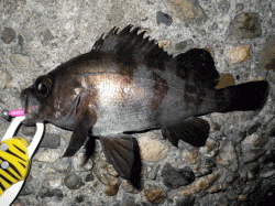 ボトムでチョンチョン＆フォールでメバルゲット