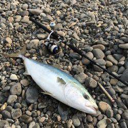 白浜周辺のショアジギングでブリ81㎝☆記憶に残る一本！