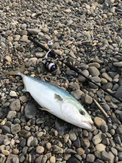 白浜周辺のショアジギングでブリ81㎝☆記憶…